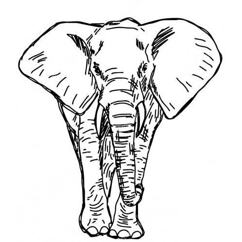Detailed elephant