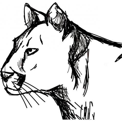 Cougar puma mountain lion sketch